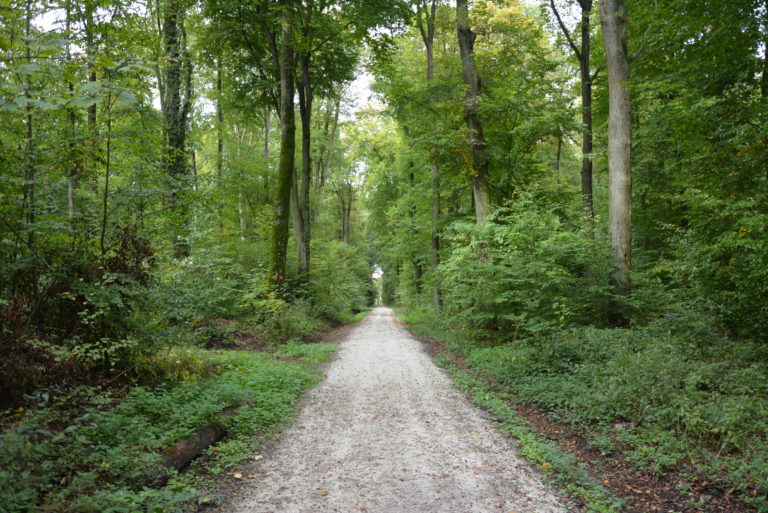 Schonfrist für Eschen – Umweltausschuss: Stadtwald steht einmal mehr im